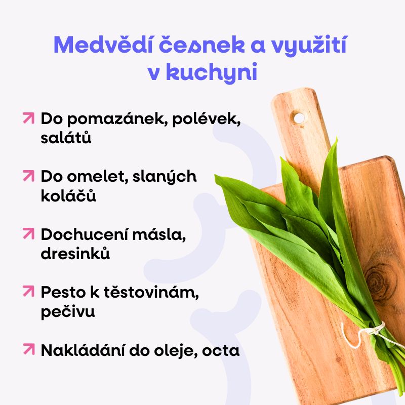 Medvědí česnek a využití v kuchyni